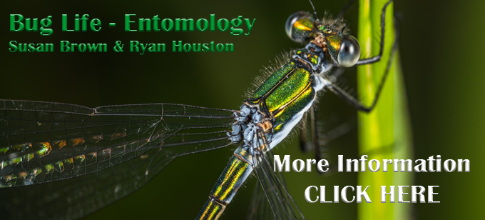 Bug Life - Entomology at The Antrim Fly Fair Shanes Castle 25th & 26th June 2022